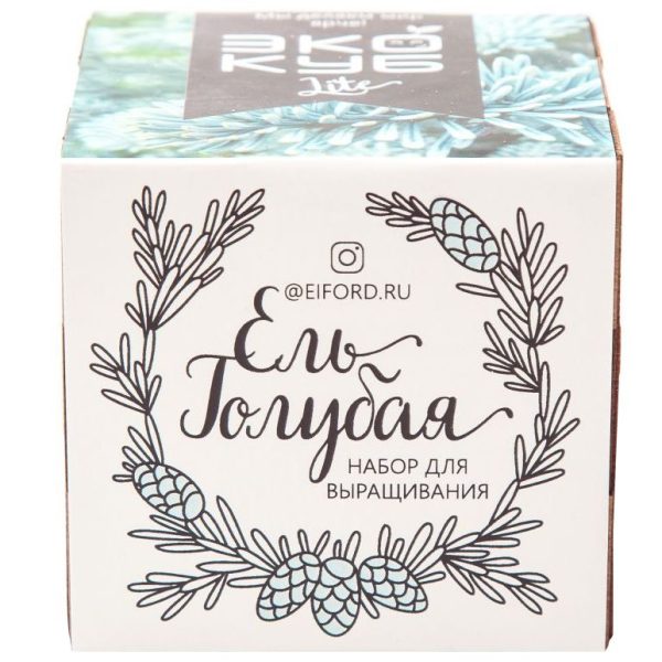 ель голубая