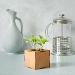 Набор для выращивания «Экокуб Lite», ель голубая — изображение 4